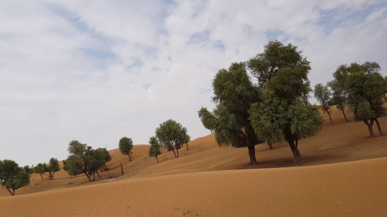 Ghaf Tree Uae Symbol Of Tolerance Is Ghaf Tree