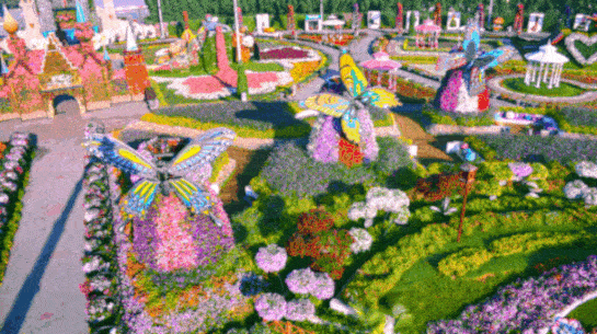 dubai-miracle-garden-butterfly-display