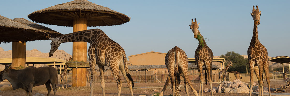 Dubai Zoo | Favorite Place for Kid and Families in Dubai