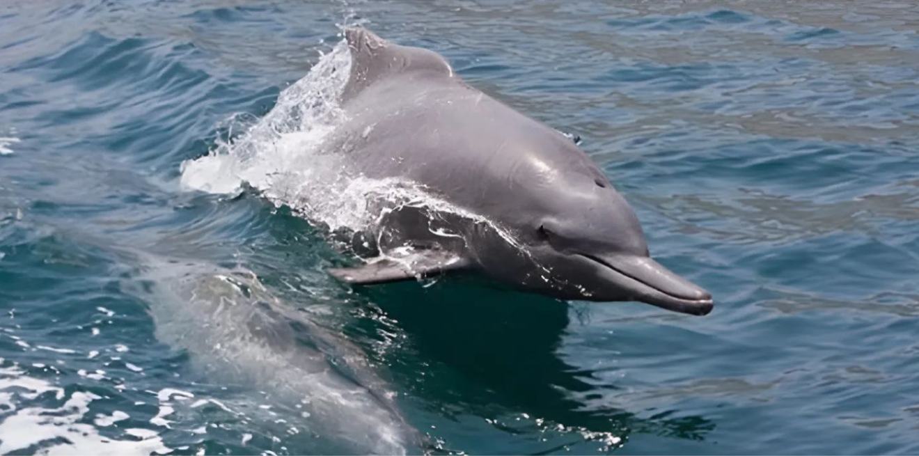 Dolphin_Khasab